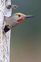 Red-shafted Flicker (Colaptes cafer) male in nest cavity, Troy, Montana