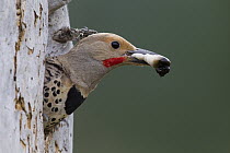 Red-shafted Flicker (Colaptes cafer) male cleaning fecal sac out of nest cavity, Troy, Montana