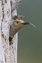 Red-shafted Flicker (Colaptes cafer) female in nest cavity extending tongue, Troy, Montana