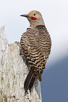 Red-shafted Flicker (Colaptes cafer) male, Troy, Montana