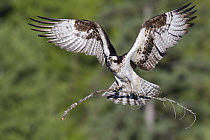 Osprey (Pandion haliaetus) carrying nesting material, Libby, Montana