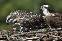 Osprey (Pandion haliaetus) with chicks feeding in nest, Libby, Montana