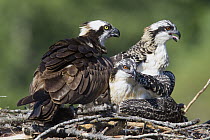 Osprey (Pandion haliaetus) with chicks in nest, Libby, Montana