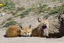 Red Fox (Vulpes vulpes) pups at den with one yawning, Mission Valley, western Montana