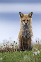 Red Fox (Vulpes vulpes), Mission Valley, western Montana