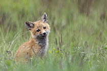 Red Fox (Vulpes vulpes) pup, Mission Valley, western Montana