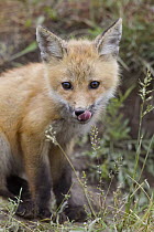 Red Fox (Vulpes vulpes) pup licking its nose, Mission Valley, western Montana