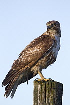 Red-tailed Hawk (Buteo jamaicensis) sub-adult perching on a post, Mission Valley, western Montana