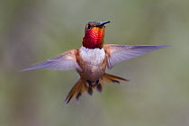 Rufous Hummingbird (Selasphorus rufus) male flying, Troy, Montana