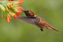 Rufous Hummingbird (Selasphorus rufus) male feeding on Paintbrush (Castilleja sp) flower nectar, Troy, Montana