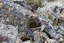 Short-tailed Weasel (Mustela erminea) camouflaged in scree, Denali National Park, Alaska