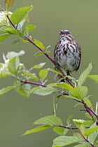 Song Sparrow (Melospiza melodia) calling, Troy, Montana