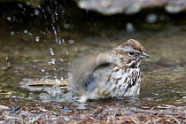 Song Sparrow (Melospiza melodia) bathing, Troy, Montana