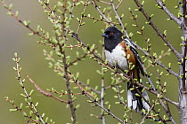 Spotted Towhee (Pipilo maculatus) male, Troy, Montana