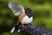 Spotted Towhee (Pipilo maculatus) male stretching wing, Troy, Montana