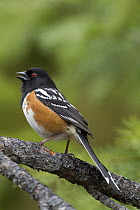 Spotted Towhee (Pipilo maculatus) male calling, Troy, Montana