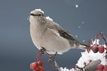 Townsend's Solitaire (Myadestes townsendi) perching on berries covered in snow, Troy, Montana