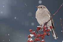 Townsend's Solitaire (Myadestes townsendi) bperching on berries covered in snow, Troy, Montana