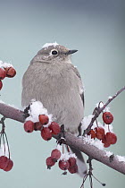Townsend's Solitaire (Myadestes townsendi) perching on berries covered in snow, Troy, Montana