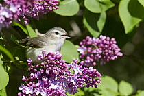 Eastern Warbling-Vireo (Vireo gilvus) calling from lilac flowers, Troy, Montana
