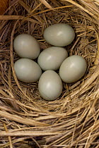 Western Bluebird (Sialia mexicana) eggs in nest, Mission Valley, western Montana