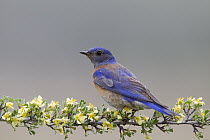 Western Bluebird (Sialia mexicana) female, Mission Valley, western Montana