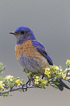 Western Bluebird (Sialia mexicana) male, Mission Valley, western Montana