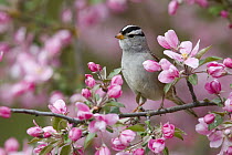 White-crowned Sparrow (Zonotrichia leucophrys) in flowering tree, Troy, Montana