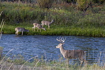 White-tailed Deer (Odocoileus virginianus) buck with females grazing on other side of river, western Montana
