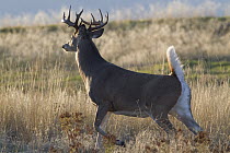 White-tailed Deer (Odocoileus virginianus) buck in alert posture with tail raised, western Montana