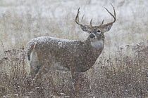White-tailed Deer (Odocoileus virginianus) buck in light snow fall, western Montana
