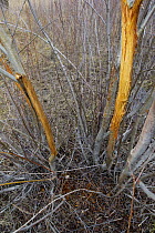 White-tailed Deer (Odocoileus virginianus) rubs made by buck during rut, western Montana