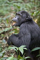 Chimpanzee (Pan troglodytes) showing interest in something above, seen by drooping lower lip, western Uganda