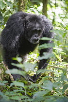 Chimpanzee (Pan troglodytes) aggressive male with erect hair, western Uganda