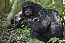 Chimpanzee (Pan troglodytes) pair feeding on Ugandan Red Colobus (Procolobus tephrosceles) monkey, western Uganda