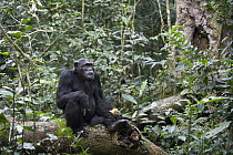 Chimpanzee (Pan troglodytes) feeding on African Breadfruit (Treculia africana) fruit, western Uganda