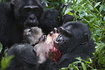 Chimpanzee (Pan troglodytes) feeding on Ugandan Red Colobus (Procolobus tephrosceles) monkey, western Uganda