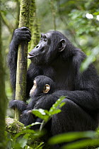 Chimpanzee (Pan troglodytes) mother with six month old infant pant hooting, western Uganda