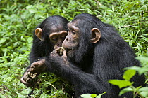 Chimpanzee (Pan troglodytes) juvenile and infant feeding on African Grape (Pseudospondias microcarpa) seeds from other chimpanzee's feces, western Uganda
