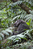 Chimpanzee (Pan troglodytes) male pant hooting, western Uganda