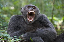 Chimpanzee (Pan troglodytes) male yawning, western Uganda