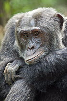 Chimpanzee (Pan troglodytes) male, western Uganda
