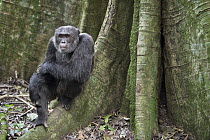Chimpanzee (Pan troglodytes) male sitting on buttress of tree, western Uganda