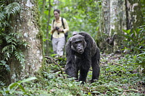 Chimpanzee (Pan troglodytes) researcher, Jess Hartel, following male chimpanzee which is pant hooting, western Uganda
