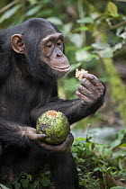 Chimpanzee (Pan troglodytes) feeding on African Breadfruit (Treculia africana) fruit, western Uganda