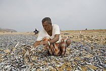Indian Oil Sardine (Sardinella longiceps) harvest spread out by fisherman to be dried for three days and subsequently fed to Dromedary (Camelus dromedarius) camels, Hawf Protected Area, Yemen
