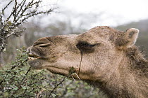 Dromedary (Camelus dromedarius) camel browsing on Acacia (Acacia sp) tree, reducing food for native herbivores, Hawf Protected Area, Yemen