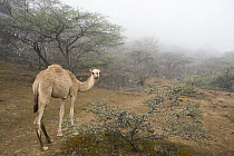 Dromedary (Camelus dromedarius) camel sub-adult in cloud forest, Hawf Protected Area, Yemen