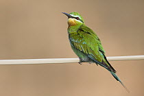 Blue-cheeked Bee-eater (Merops persicus) perching on wire, Hawf Protected Area, Yemen