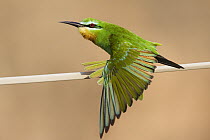 Blue-cheeked Bee-eater (Merops persicus) stretching wing, Hawf Protected Area, Yemen